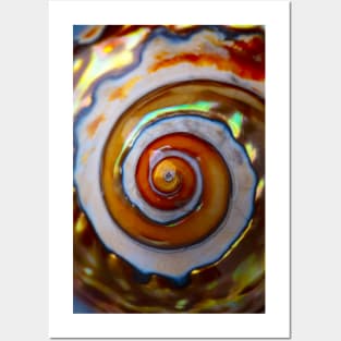 Close Up Polished Snail Shell Posters and Art